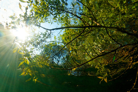 Reflection of the sun in the water of a pond in the forest