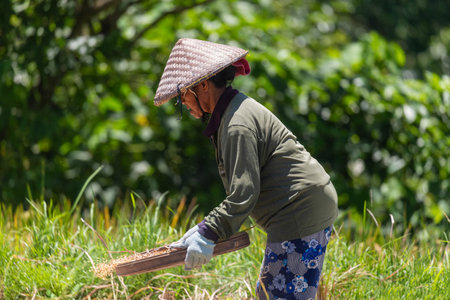 Rice harvest in Tegalagang rice terraces, Bali