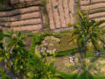 Aerial view of rice harvest in the rice field,  Sidemen region of Bali, Indonesiaのeditorial素材