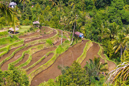 Aerial view of rice terraces in Bali near Sekumpul Waterfall, Indonesiaのeditorial素材