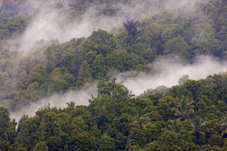Dense forest in fog and clouds, mountains of Bali near Munduk, Indonesia