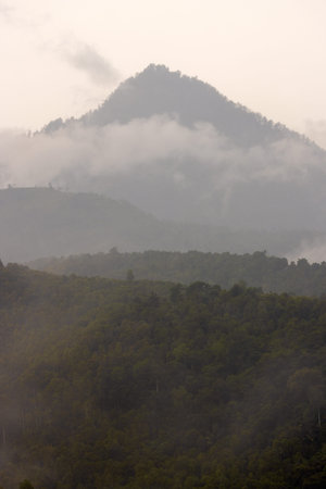 Dense forest in fog and clouds, mountains of Bali near Munduk, Indonesia
