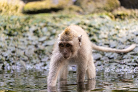 The crab-eating macaque (Macaca fascicularis), playing in water, Monkey forest Ubud, Bali