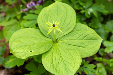 The flower of Paris quadrifolia, the herb-paris or true lover's knot