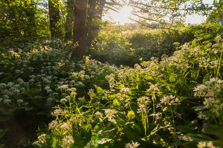 Bear garlic blooming in the forest, lit by the setting sunの写真素材