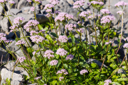 Small pink flowers in the garden on a background of stones and vegetationの写真素材