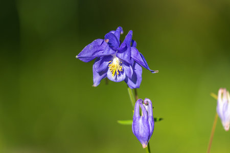 Aquilegia nigricans, the Bulgarian columbineの写真素材