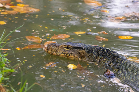 Water monitor in Lumpini Park, Bangkokの写真素材