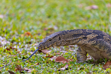 Water monitor in Lumpini Park, Bangkokの写真素材