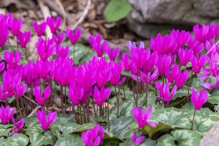 Cyclamen purpurascens (Purple Cyclamen) Growing in Rocky Forest Habitat â Paklenica, Croatiaの写真素材
