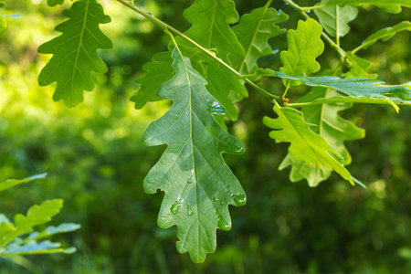 The leaf of Quercus petraea, sessile oak