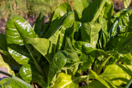 Organic Swiss Chard Growing in a Gardenの写真素材