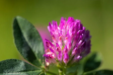The flower of Trifolium pratense, the red clover