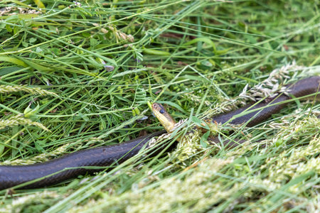 Aesculapian Snake (Zamenis longissimus) Found Dead in Mowed Grass