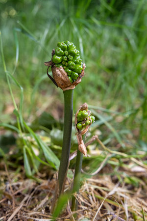 Green, unripe fruits of the cuckoopint (Arum maculatum)の写真素材