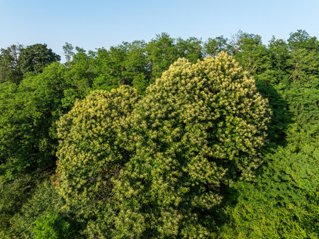 Aerial view of the Sweet Chestnut Tree in Bloom (Castanea sativa)の写真素材