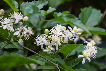 Clematis vitalba Flowers â Close-Up of Wild Travellerâs Joy in Bloomの写真素材