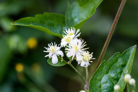 Clematis vitalba Flowers â€“ Close-Up of Wild Travellerâ€™s Joy in Bloom