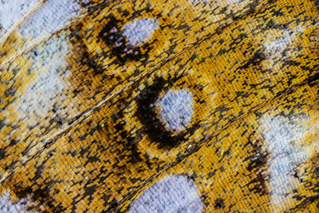 Extreme Close-Up of Butterfly Wing Scales â Macro Detailの写真素材