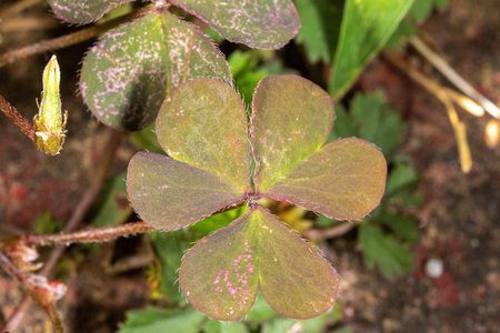 Close-Up of Oxalis corniculata Flower â€“ Creeping Wood Sorrel in Bloom