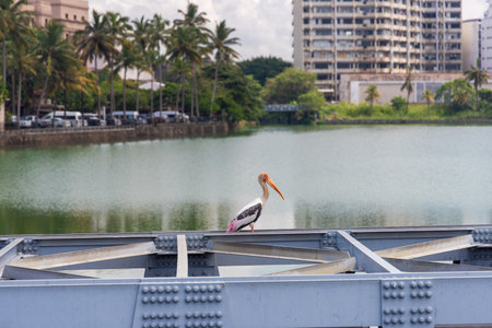 Painted stork perched by the water in Colombo, Sri Lankaのeditorial素材