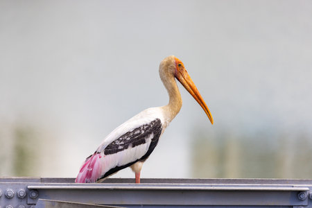 Painted stork perched by the water in Colombo, Sri Lankaのeditorial素材