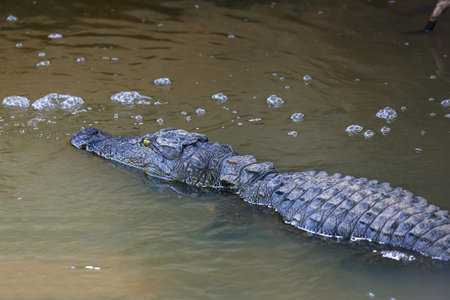 Mugger Crocodile (Crocodylus palustris) Resting in a Stream, Yala National Park, Sri Lanka