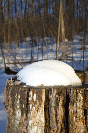 snow takes a pillow shape on a stumpの写真素材