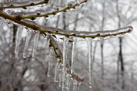 peach tree branch the morning after an ice stormの写真素材
