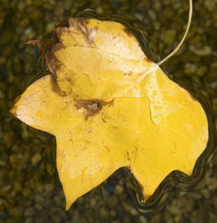 tulip poplar leaf in fall floating on waterの写真素材