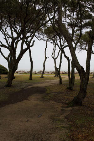 gnarly trees at Fort Fisher recreation area in Carolinaの写真素材