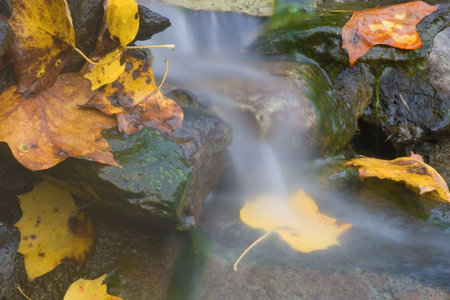 waterfall with yellow and brown autumn leaves