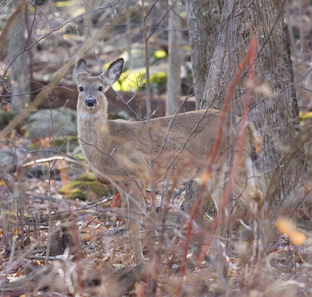 a whitetail deer at dawn in the forest