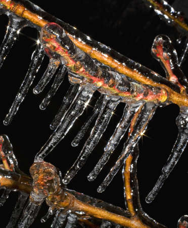 tree frozen after a bad ice storm in winterの写真素材