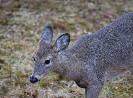 whitetail deer nosing its way in a heavy rainの写真素材