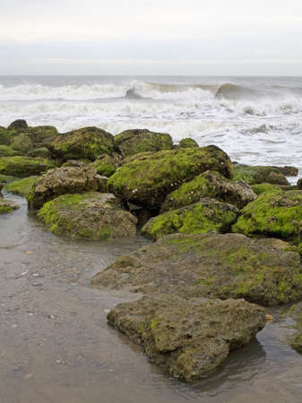 moss covered rocks on the beach in North Carolinaの写真素材