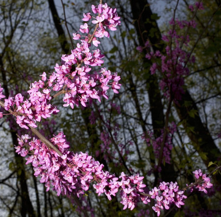 tree full of pink flowers in the early spring
