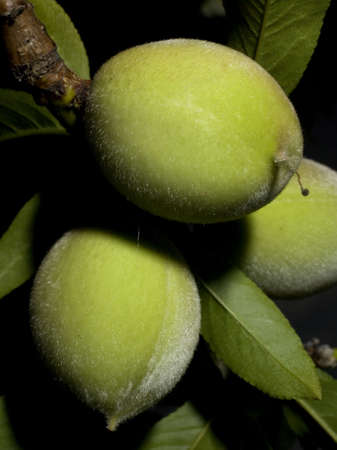 peaches that are green on a treeの写真素材