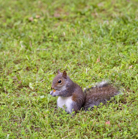 squirrel eating a kernel of corn in summer
