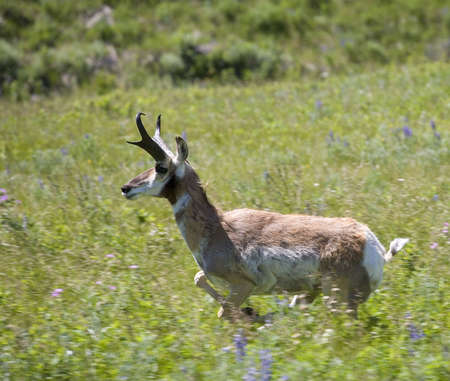 pronghorn antelope in a full spring in springの写真素材