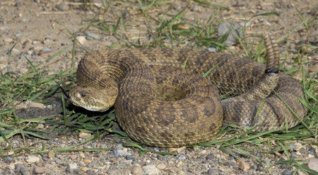 prairie rattlesnake tossing its forked tongue around