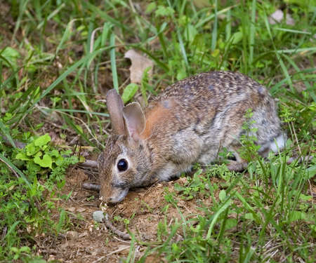 cottontail rabbit caught in a late evening mealの写真素材