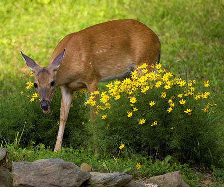 whitetail doe that's in the middle of a gardenの写真素材