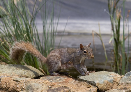 squirrel on the rocks from a back yard pond