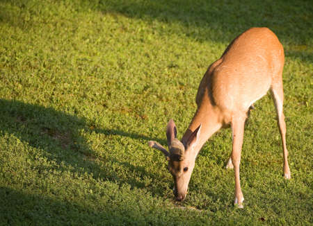 whitetail buck in velvet eating a mealの写真素材