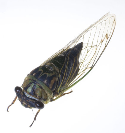 a winged insect known as a cicada