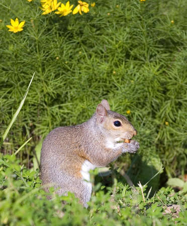 squirrel getting ready to eat a spring mealの写真素材