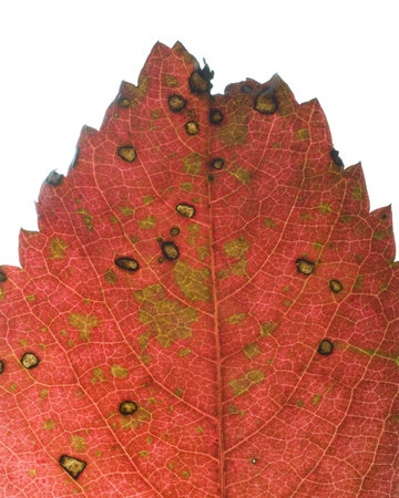 fall leaf that has turned a bright color of red