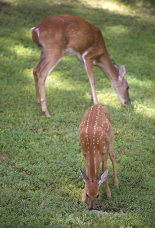 doe and a fawn having a morning mealの写真素材
