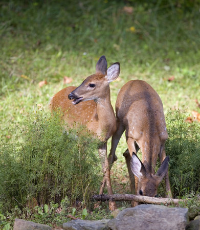 a pair of fawns busy eating a mealの写真素材